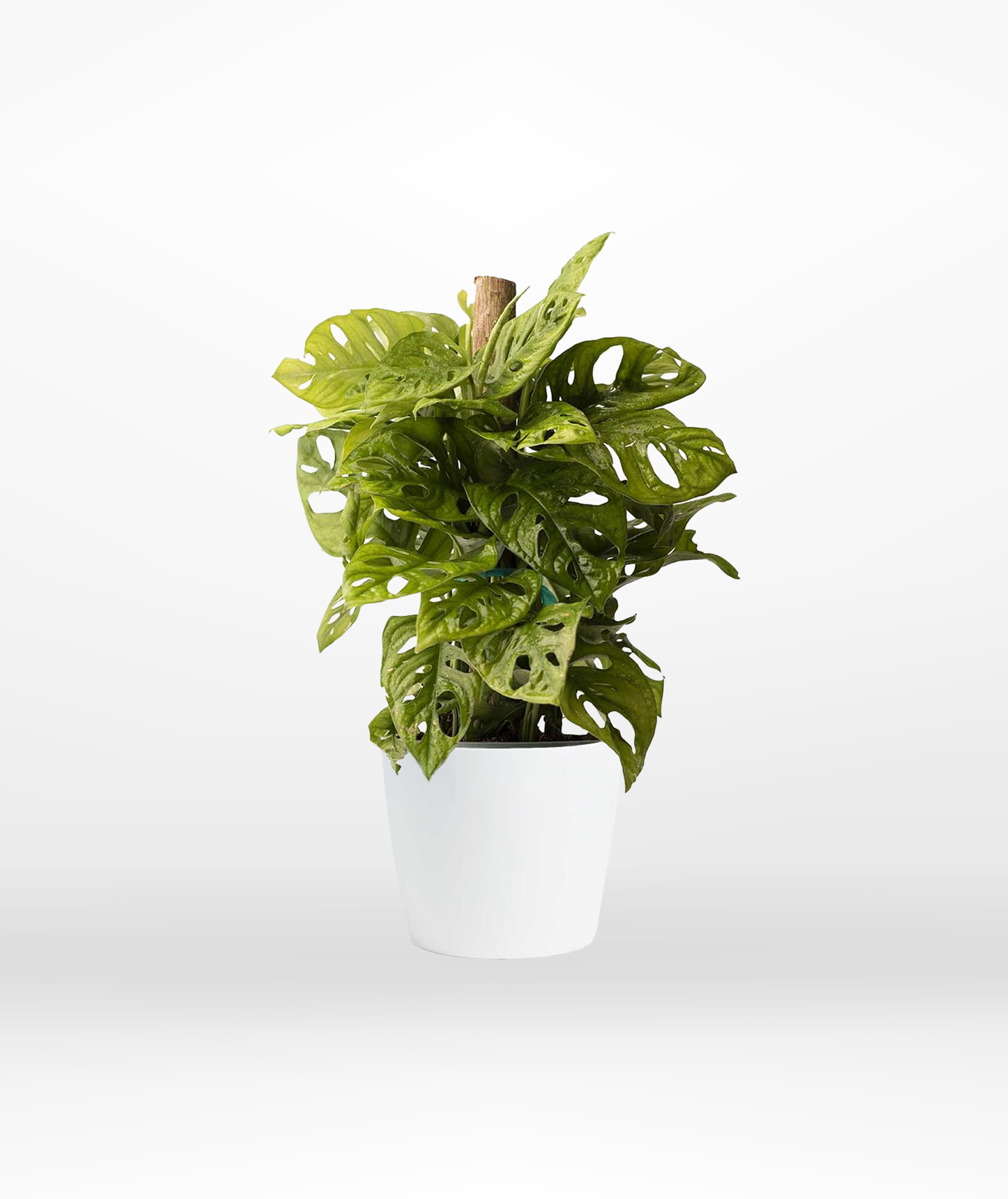 Monstera Adansonii "Swiss Cheese Plant" - The Standard Design Group
