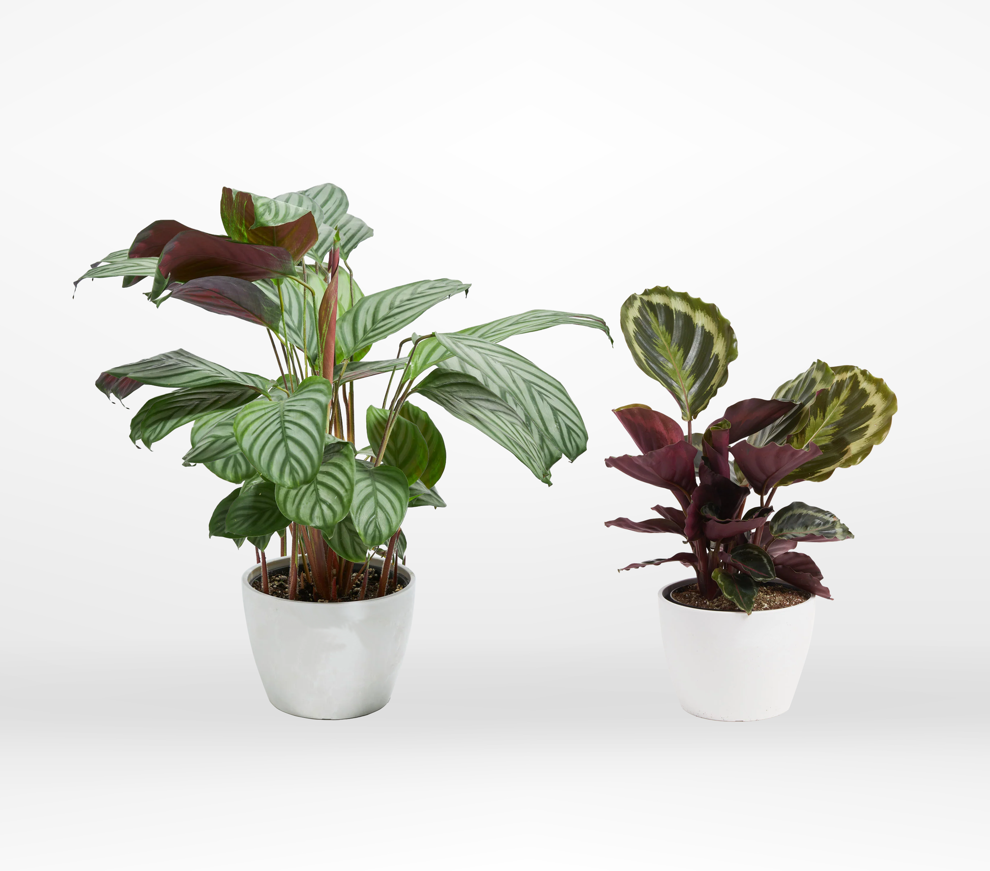 Calathea 2-Pack - The Standard Design Group