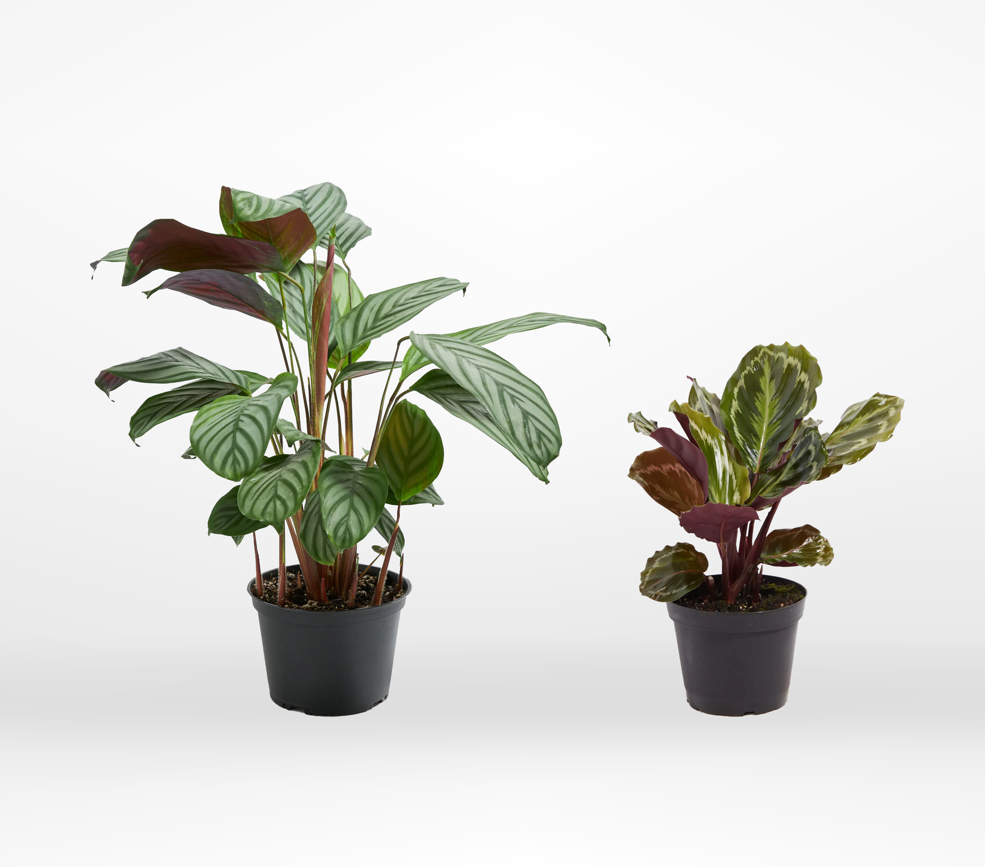 Calathea 2-Pack - The Standard Design Group