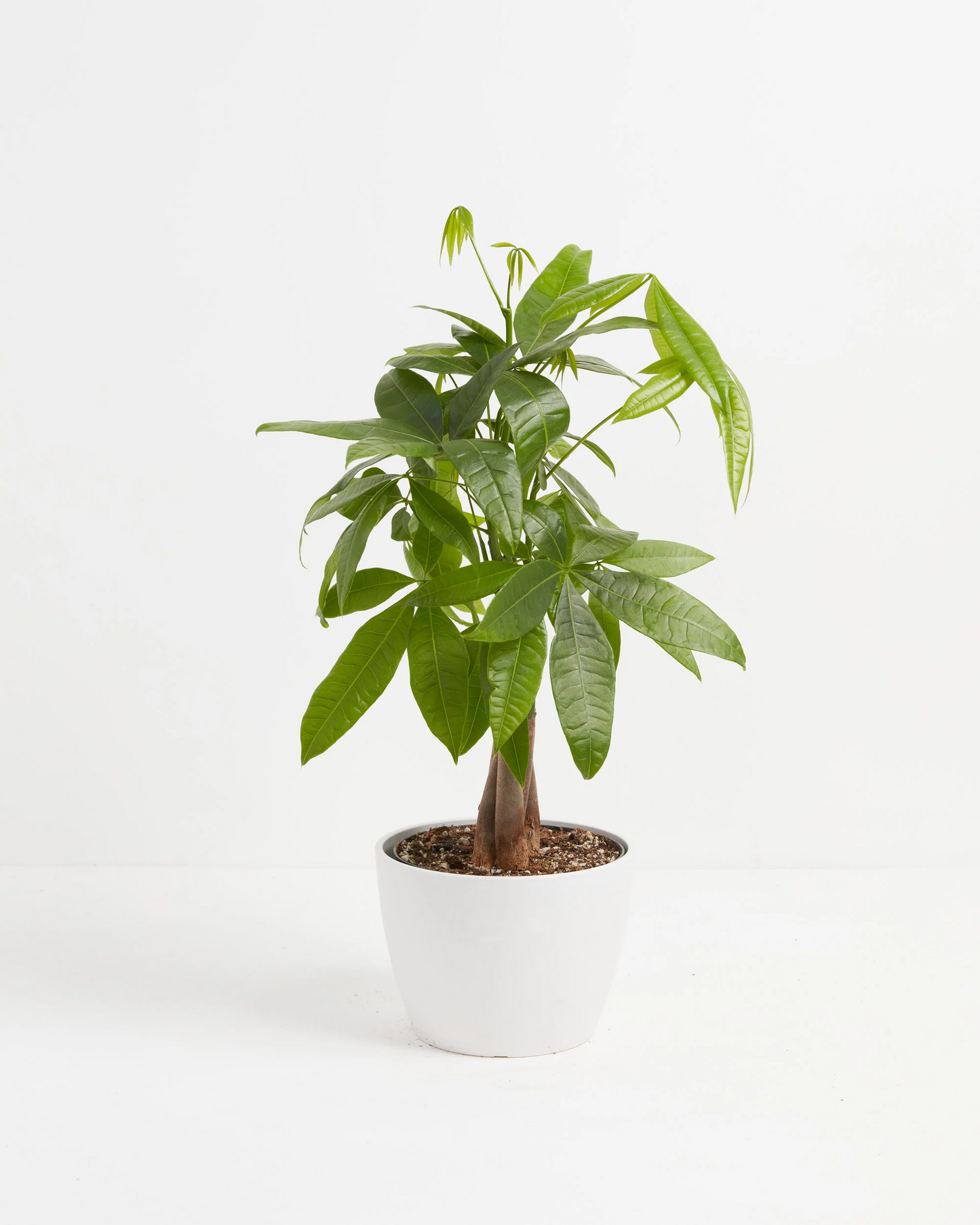 Money Tree (Pachira aquatica) - The Standard Design Group