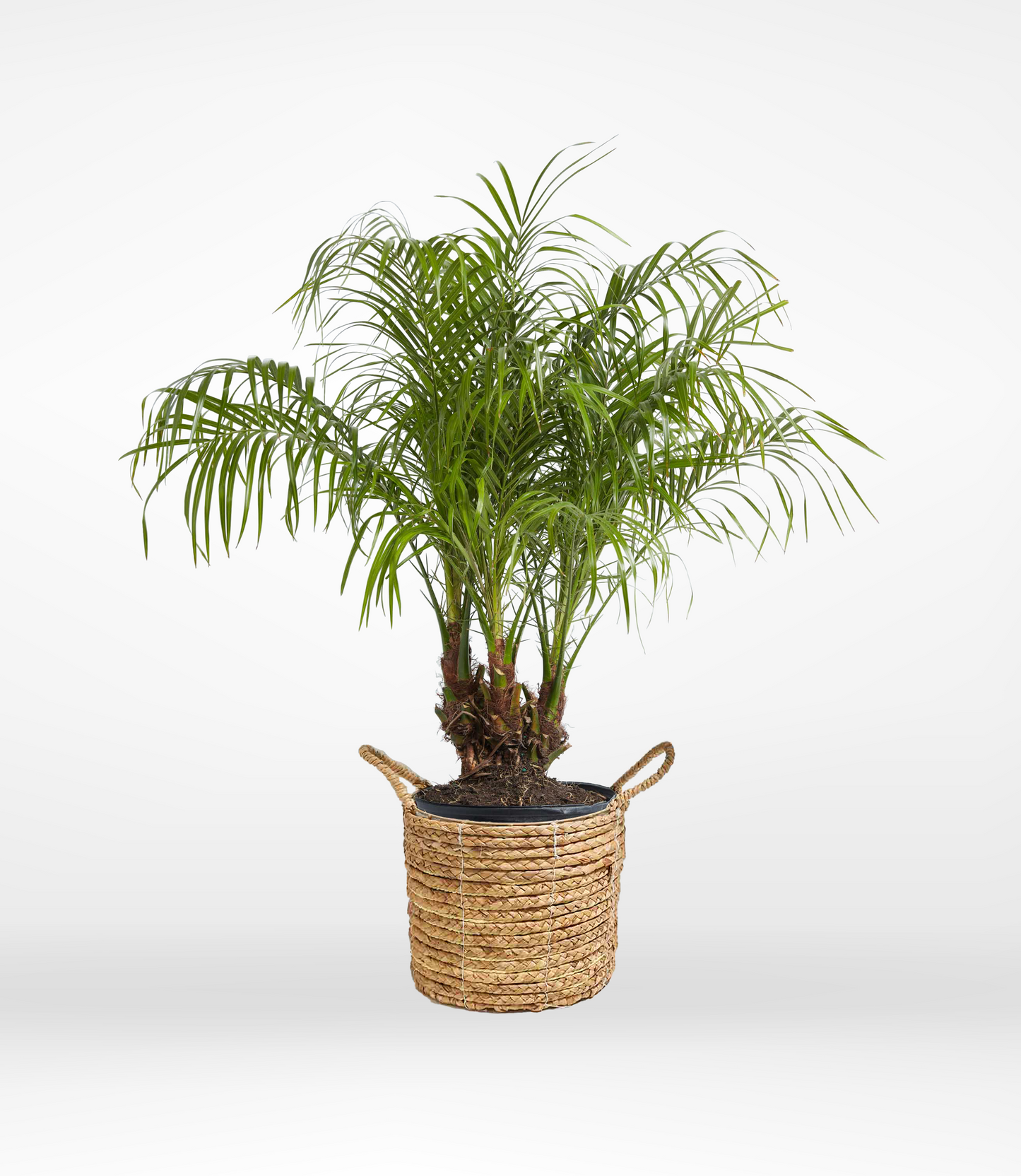 Pygmy Palm - The Standard Design Group