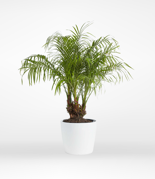 Pygmy Palm - The Standard Design Group
