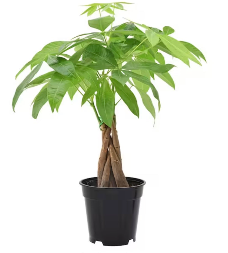 money tree group Money Tree (Pachira aquatica)