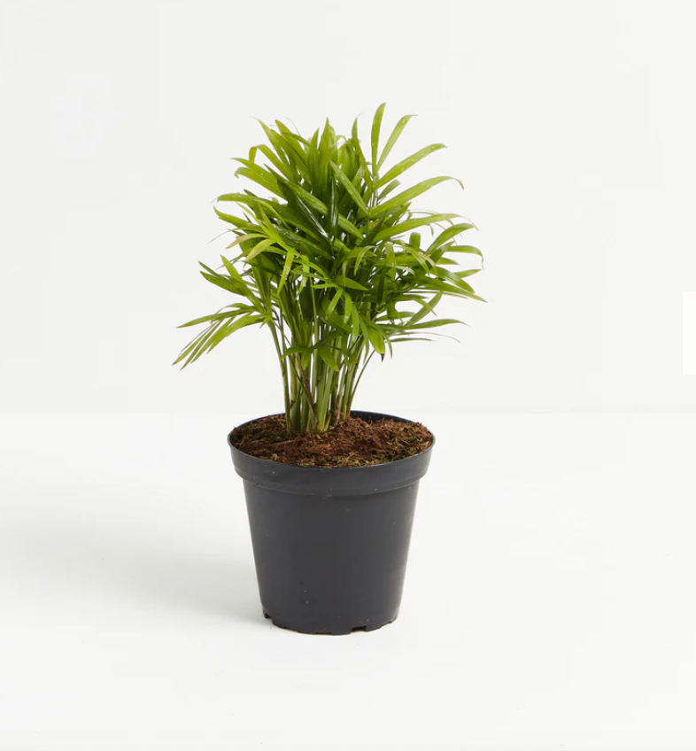 Neanthe Bella Parlor Palm / Chamaedorea elegans - The Standard Design Group