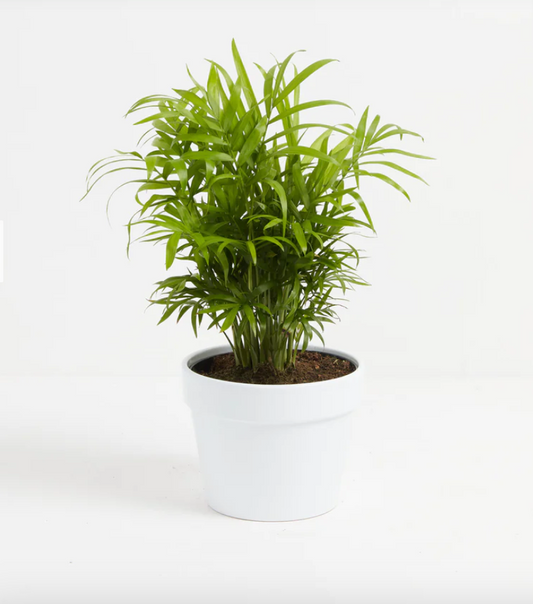 Neanthe Bella Parlor Palm / Chamaedorea elegans - The Standard Design Group
