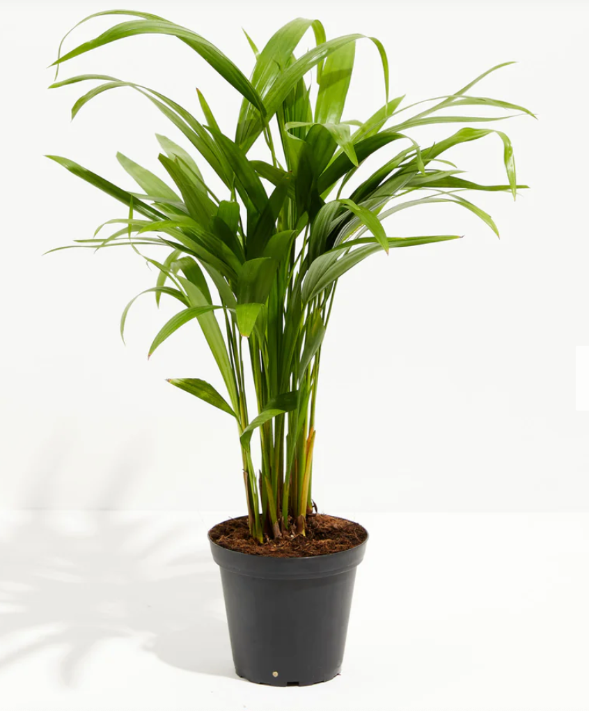 Areca Palm (Dypsis lutescens) - The Standard Design Group