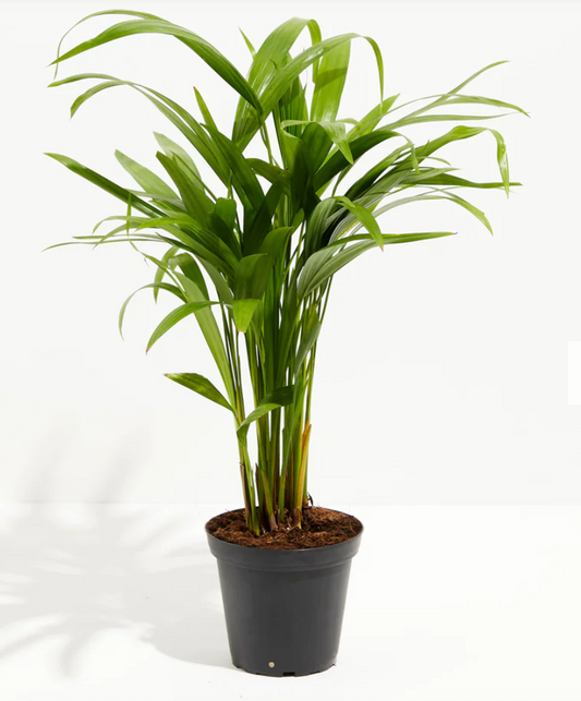 Areca Palm (Dypsis lutescens) - The Standard Design Group