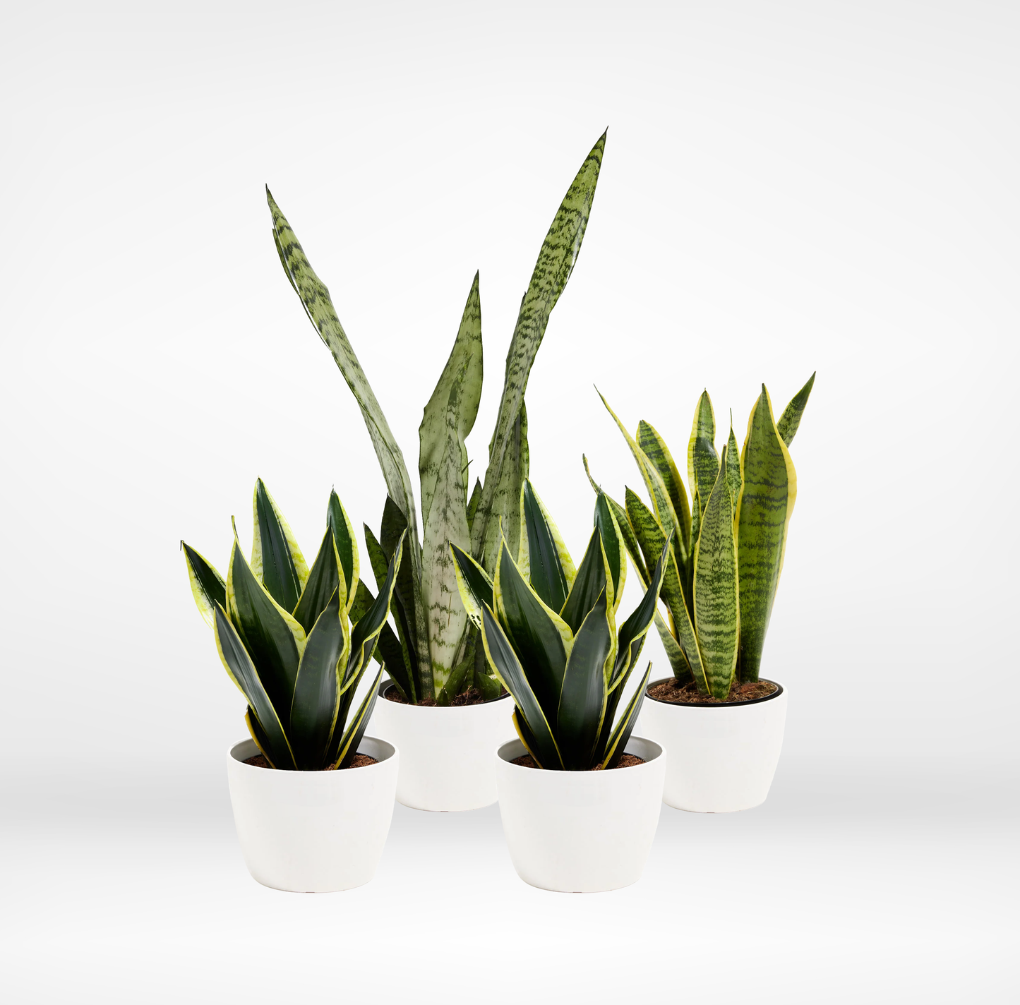 Snake Plant 4-Pack - The Standard Design Group