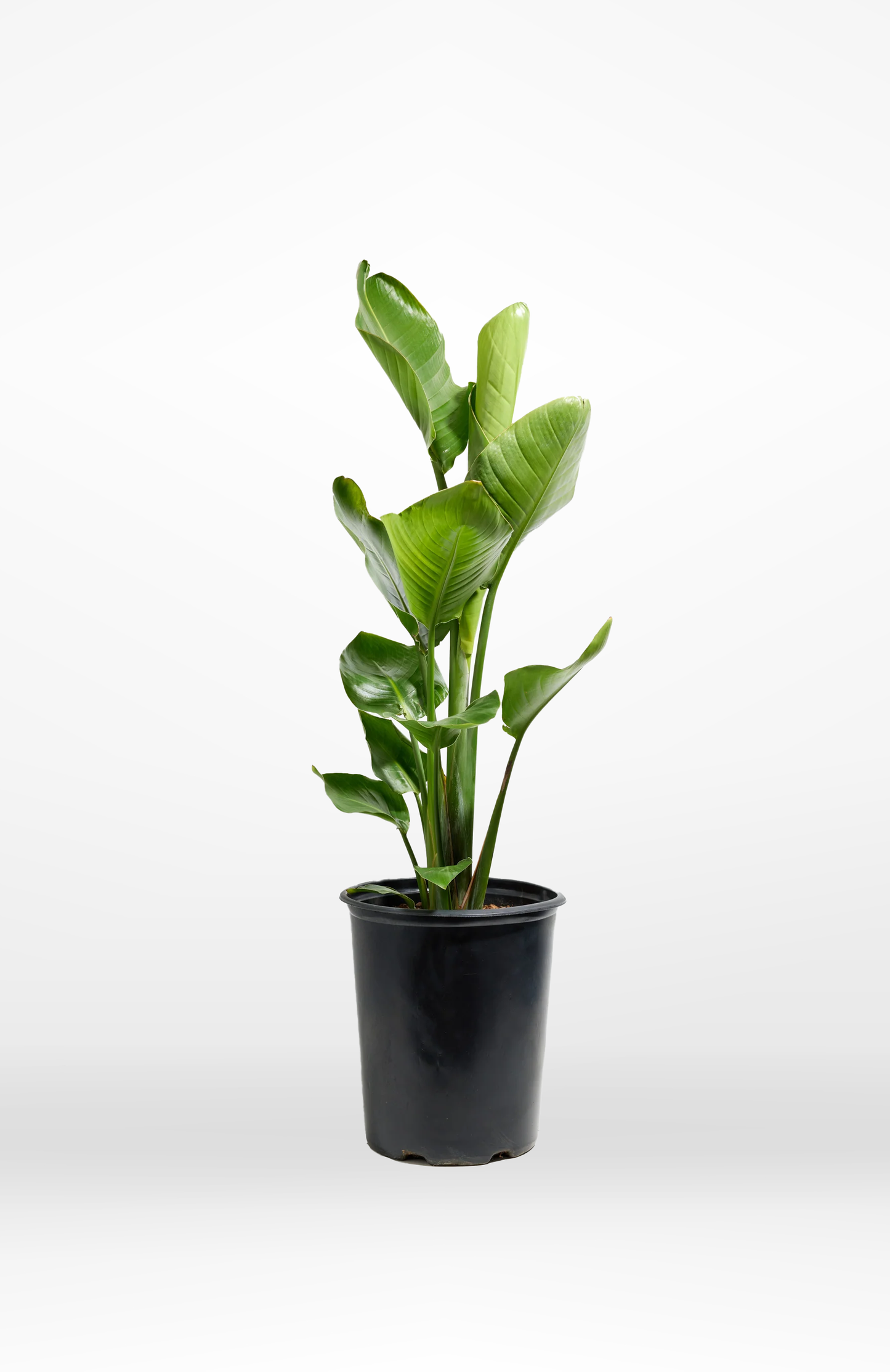 Bird of Paradise - The Standard Design Group