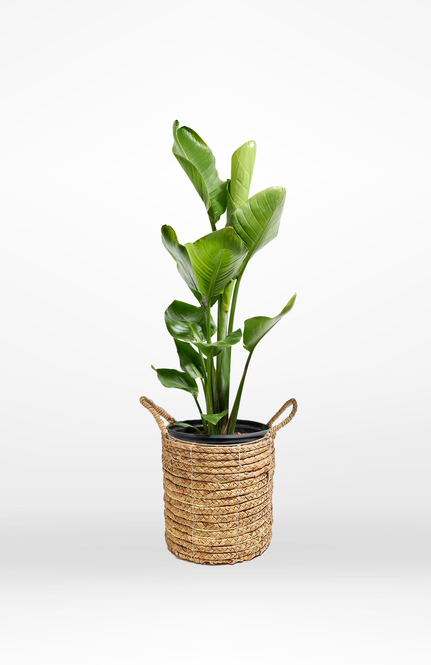 Bird of Paradise - The Standard Design Group