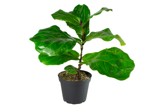 6" Fiddle Leaf Fig - The Standard Design Group