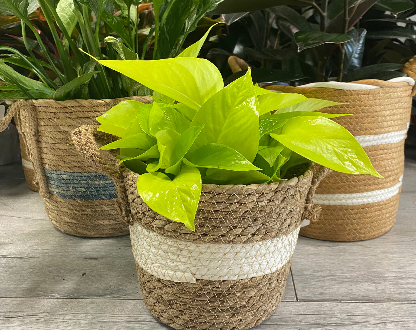 Woven Basket - The Standard Design Group