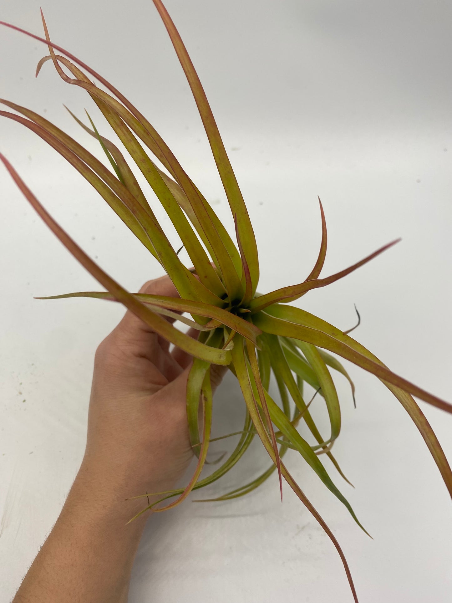 Air Plant Combo Packs | Tillandsia - The Standard Design Group