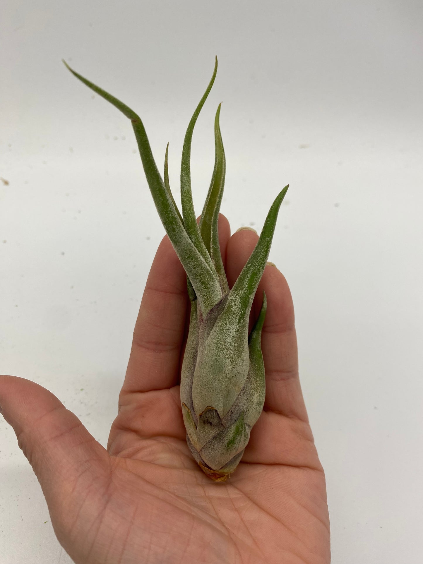 Air Plant Combo Packs | Tillandsia - The Standard Design Group
