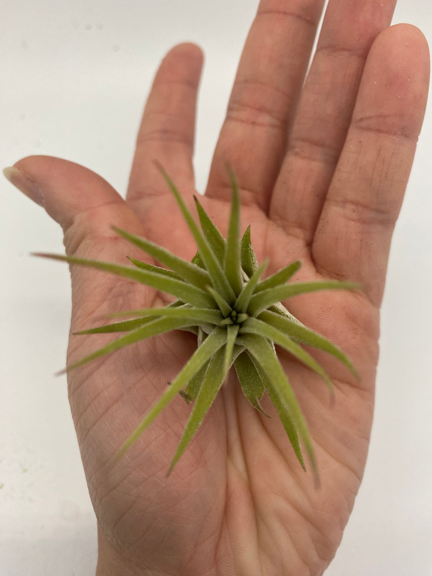 Air Plant Combo Packs | Tillandsia - The Standard Design Group