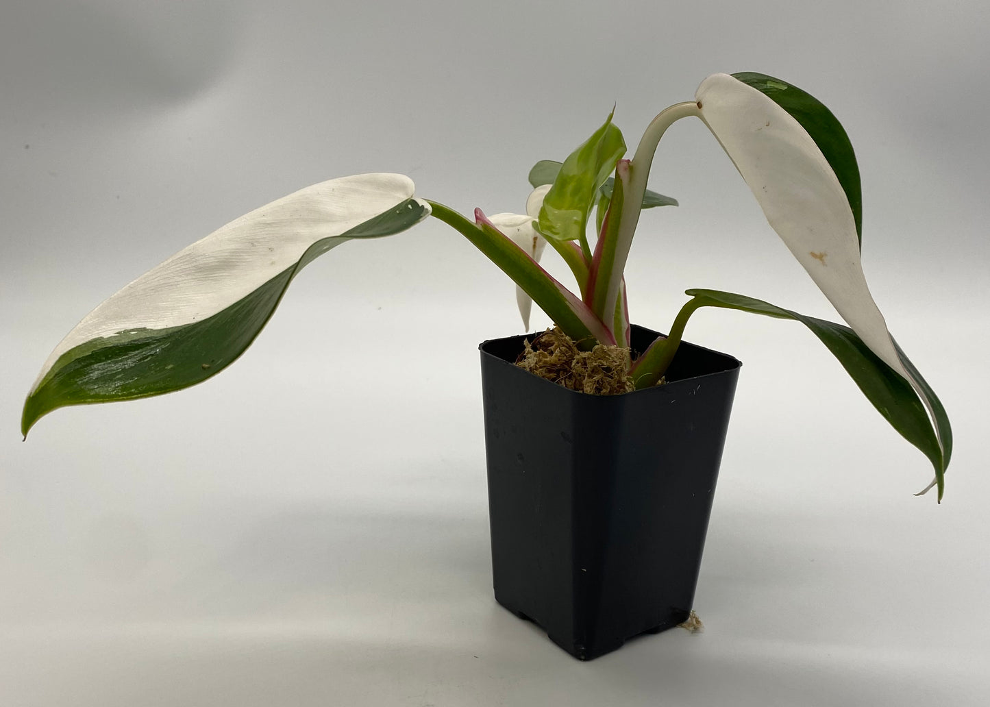 Philodendron White Princess | Customizable Available - The Standard Design Group