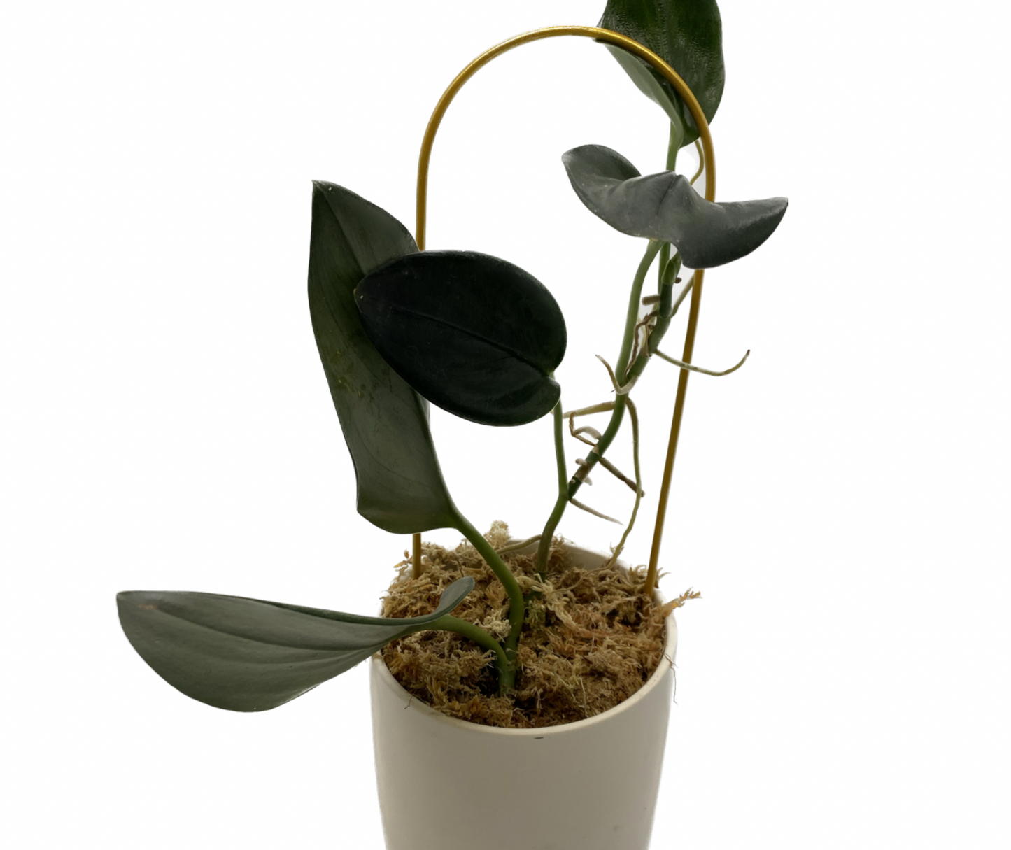 Gold Plant Trellis - The Standard Design Group