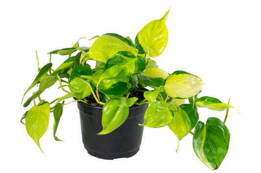 6" Philodendron Brasil - The Standard Design Group