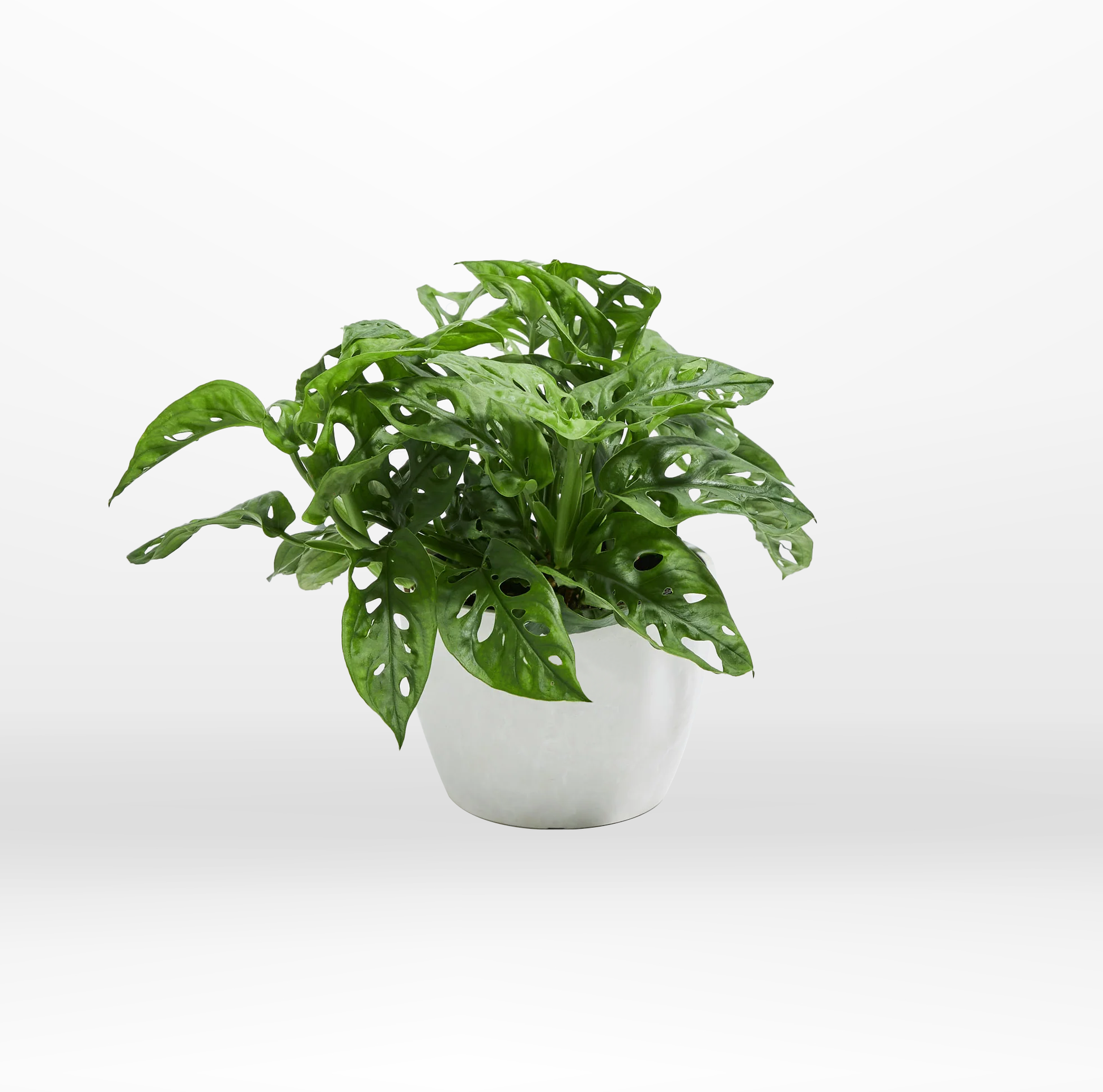 green and white swiss cheese plant Monstera Adansonii "Swiss Cheese Plant" – The Standard Design Group