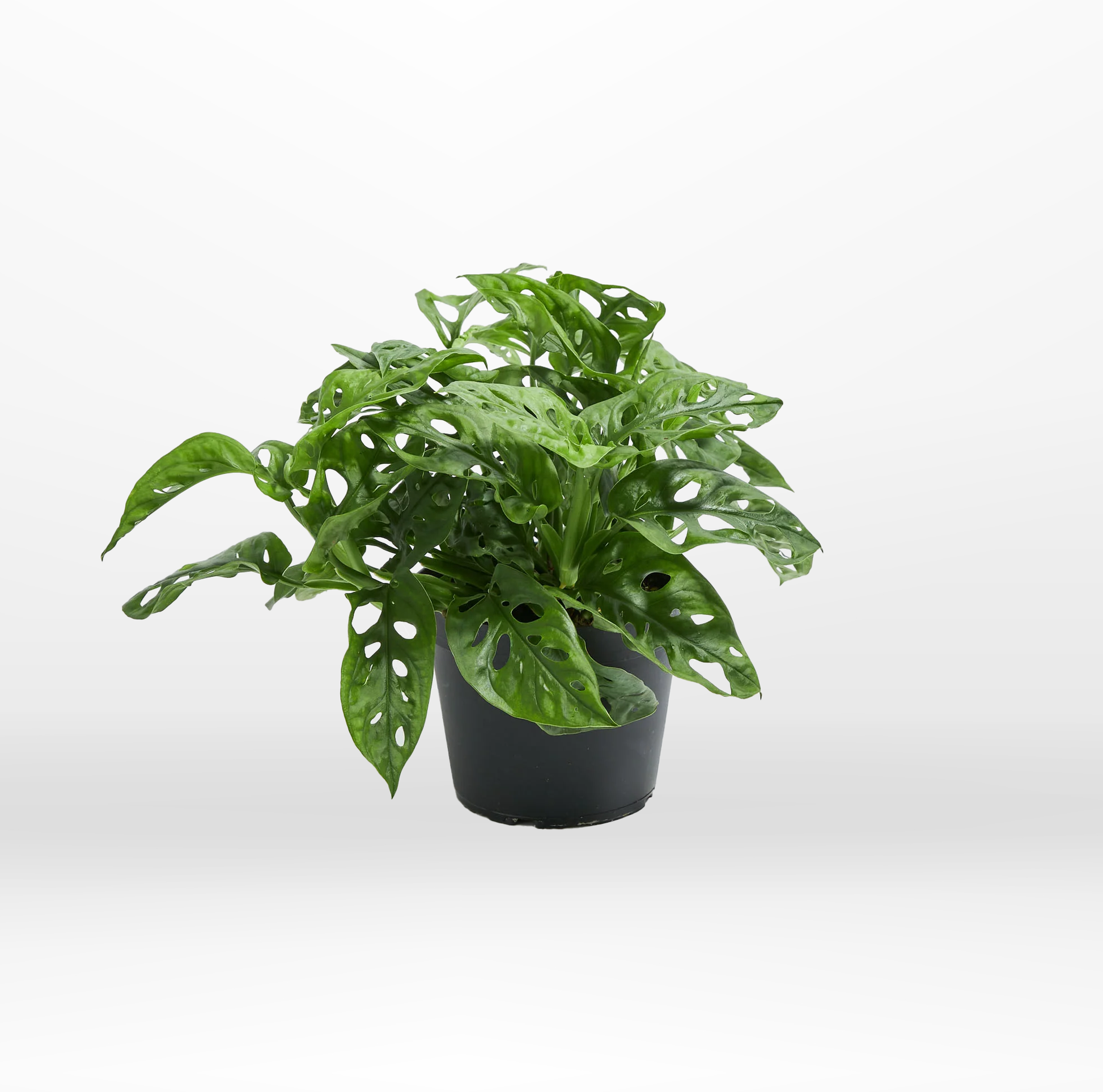monstera talent el paso Monstera Adansonii "Swiss Cheese Plant"