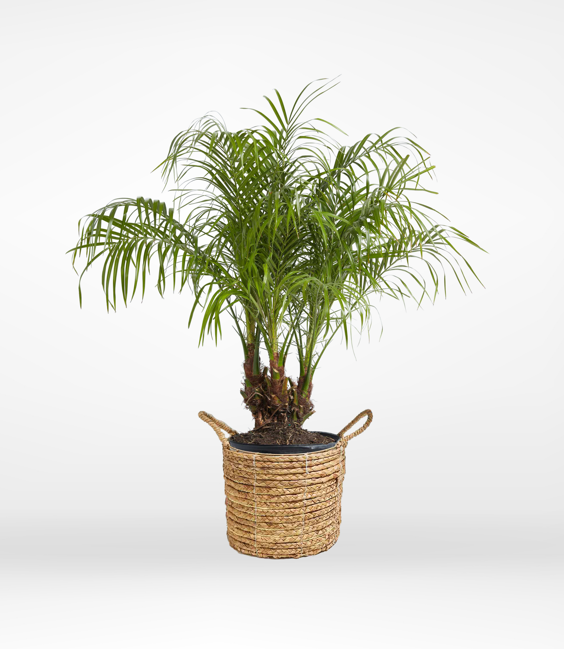 Pygmy Palm - The Standard Design Group
