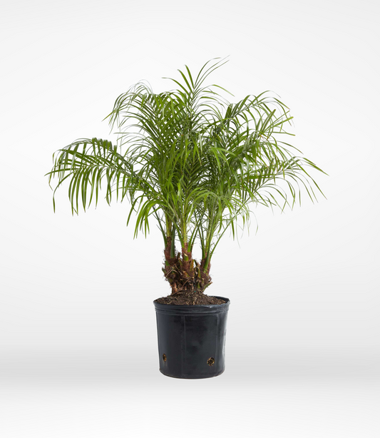 Pygmy Palm - The Standard Design Group