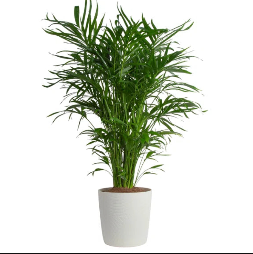 Areca Palm (Dypsis lutescens) - The Standard Design Group