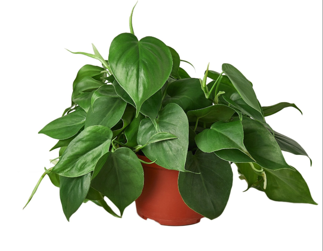 Philodendron Heartleaf (Philodendron cordatum) - The Standard Design Group