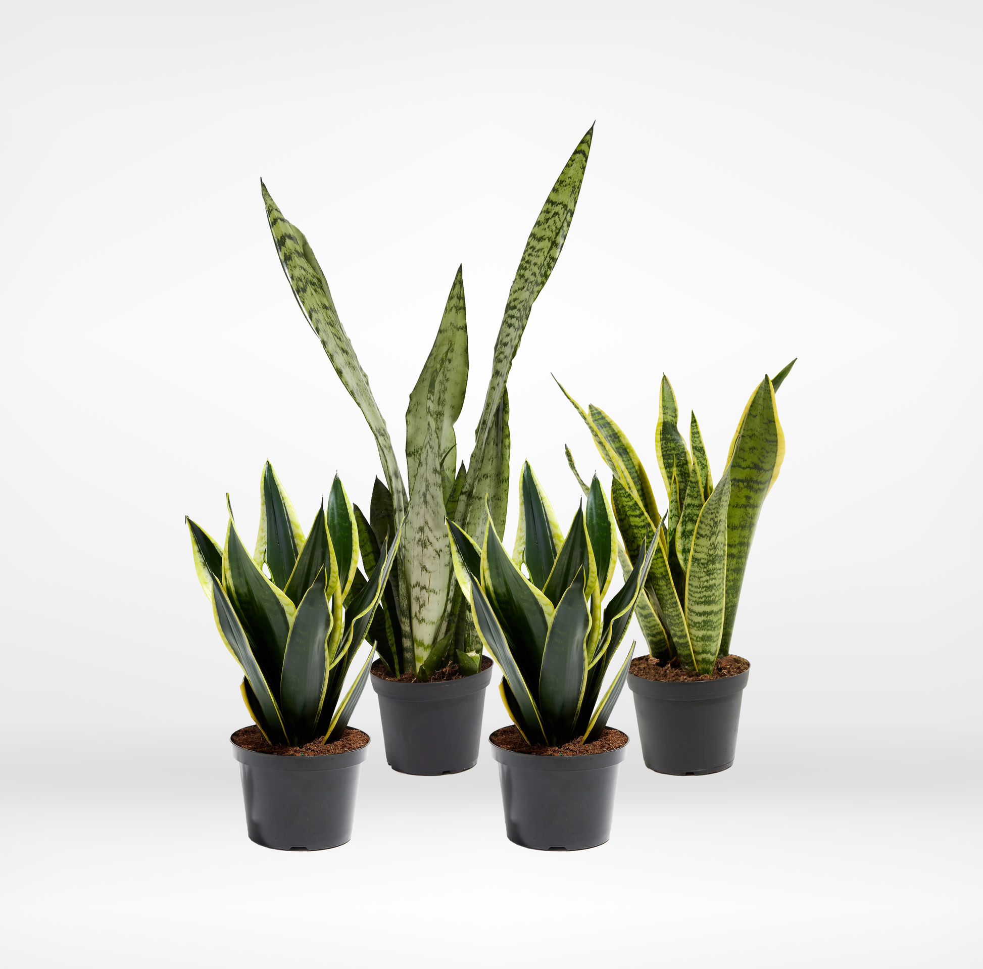 snake plant variety pack Snake Plant 4-Pack