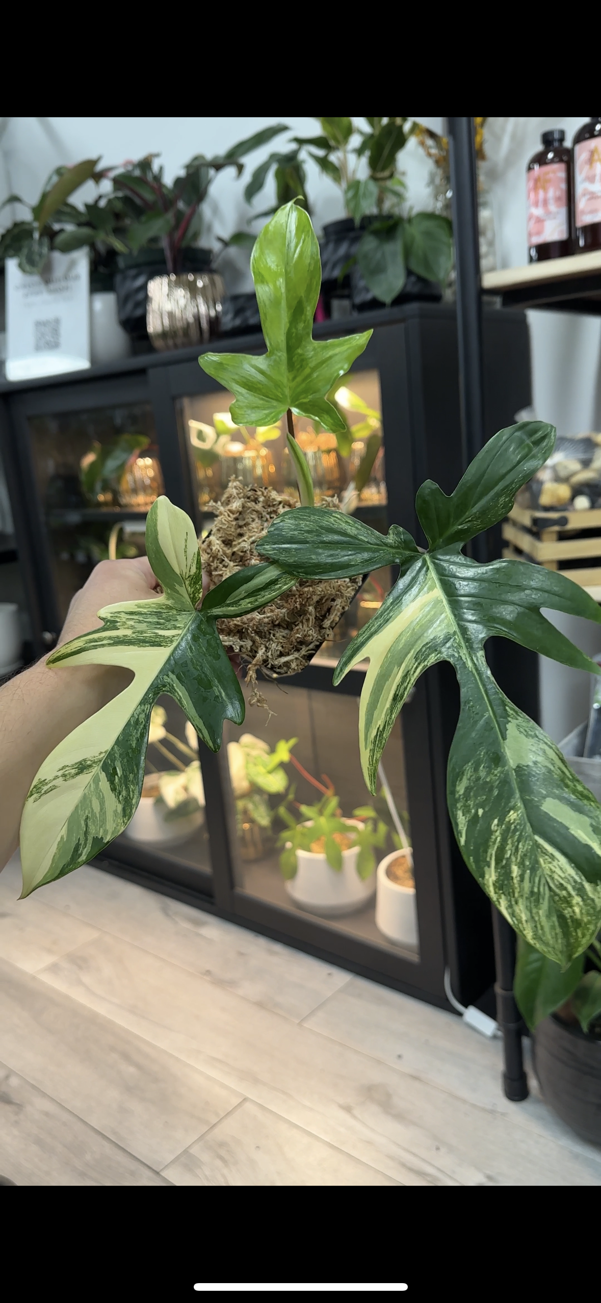 Florida Beauty- Instagram Special - The Standard Design Group