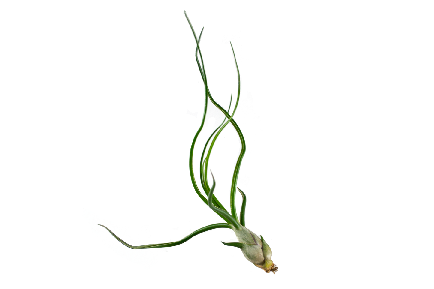 Assorted Large Air Plants - The Standard Design Group