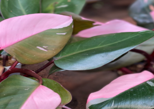 Philodendron Pink Princess Highly Variegated Mother Specimen Single Node Leaf Cutting - The Standard Design Group