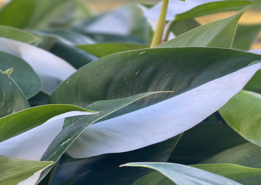 Philodendron White Princess Highly Variegated Mother Specimen Single Node Leaf Cutting - The Standard Design Group