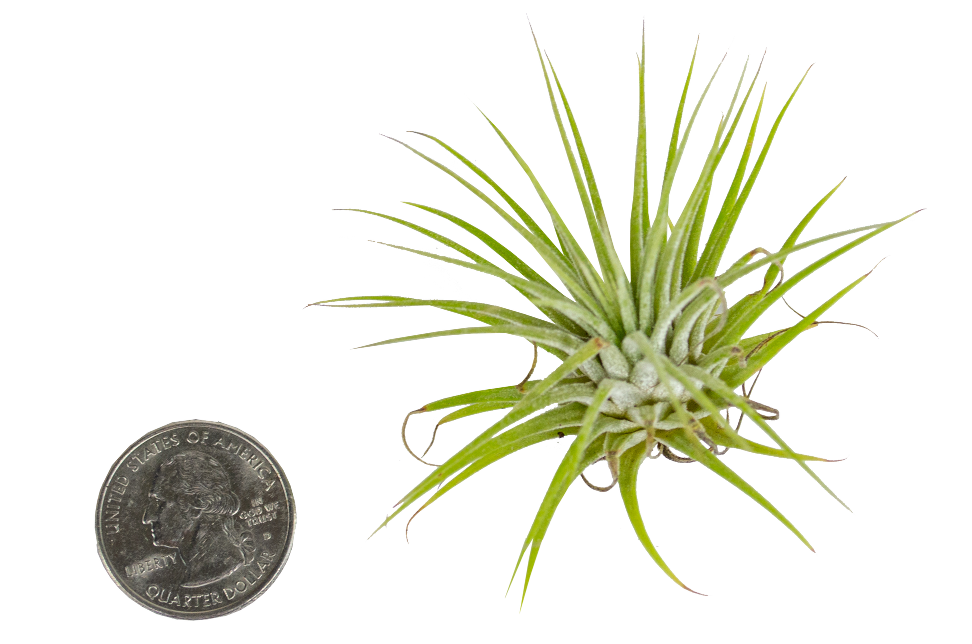 Air Plants - The Standard Design Group