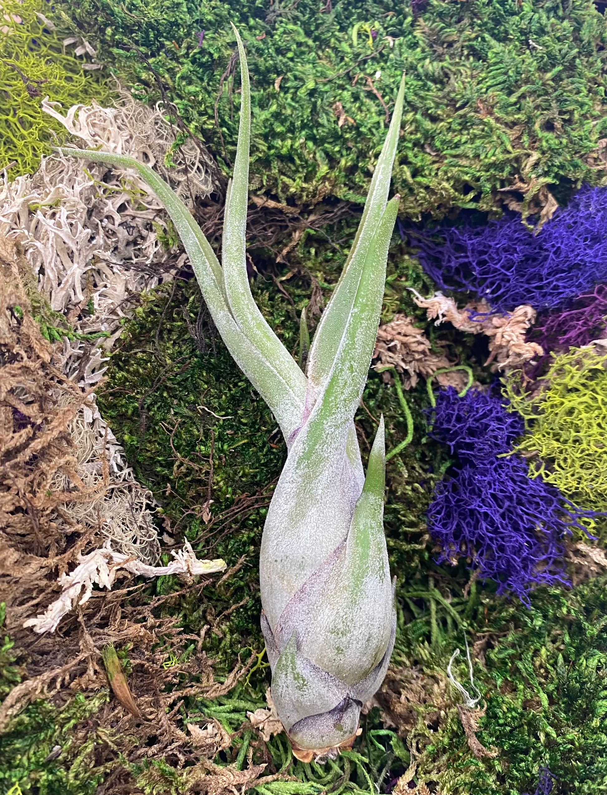 Air Plant Combo Packs | Tillandsia - The Standard Design Group
