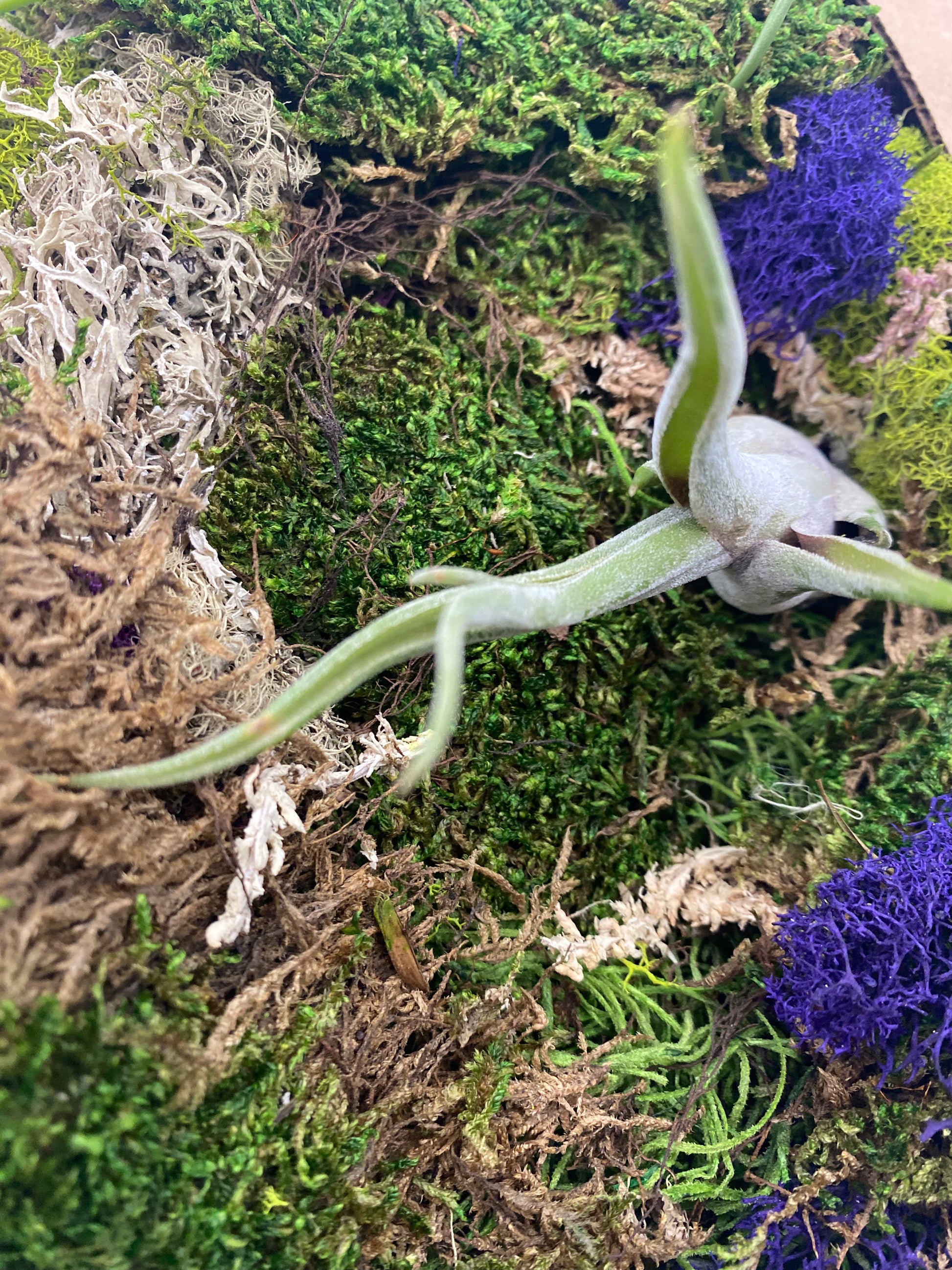 Air Plant Combo Packs | Tillandsia - The Standard Design Group