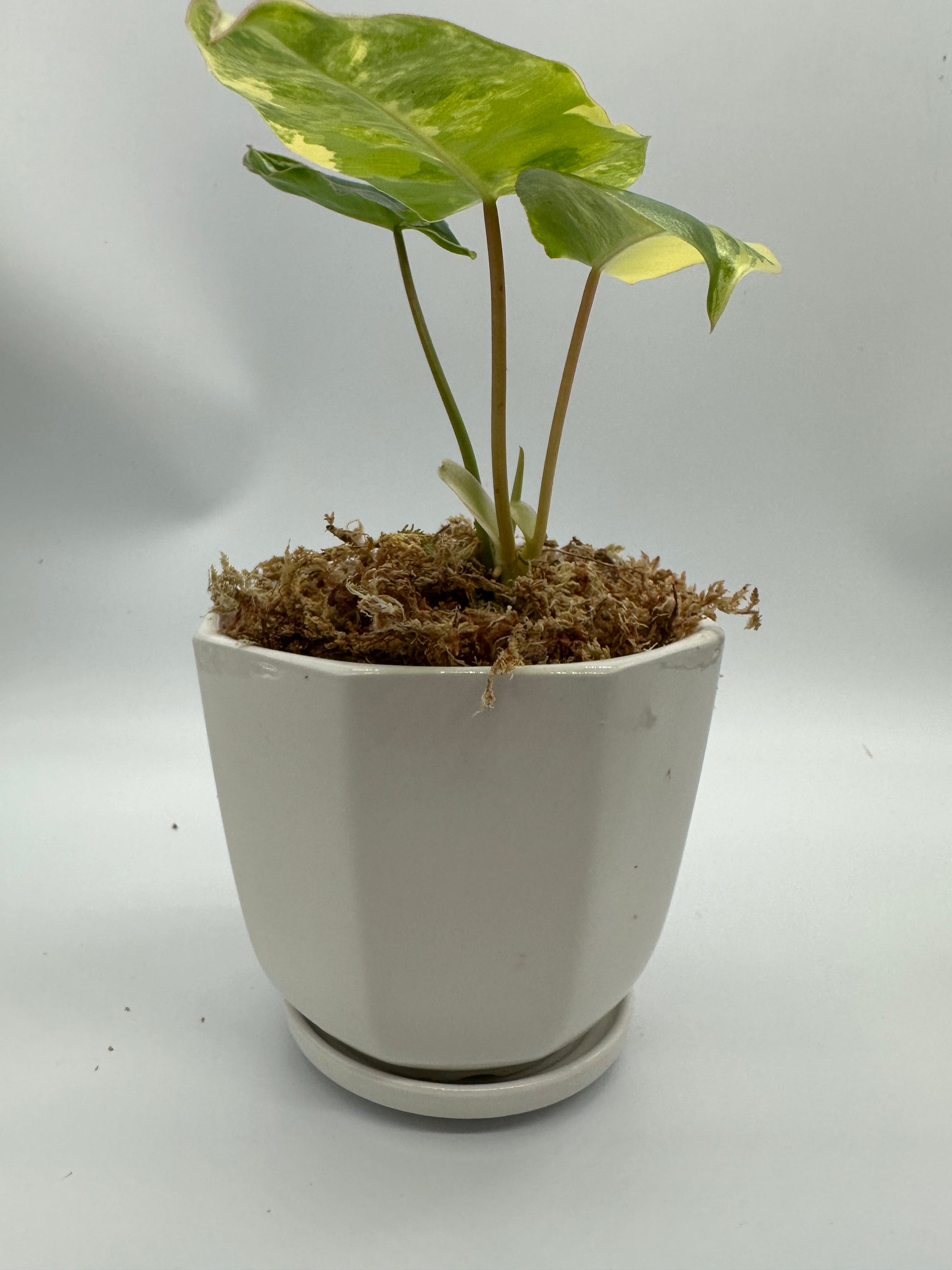Philodendron Burle Marx Variegata | Customizations Available - The Standard Design Group