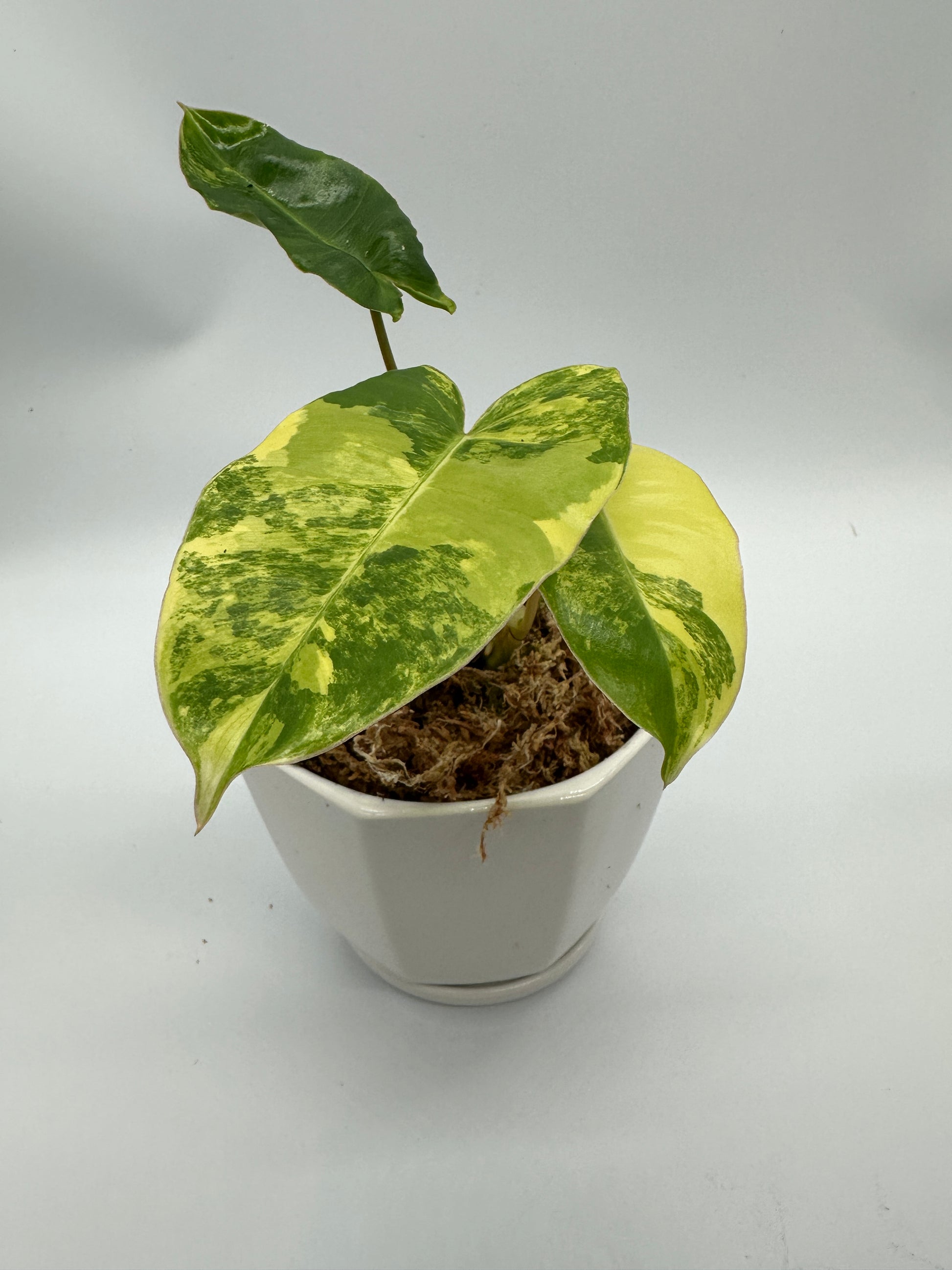 Philodendron Burle Marx Variegata | Customizations Available - The Standard Design Group