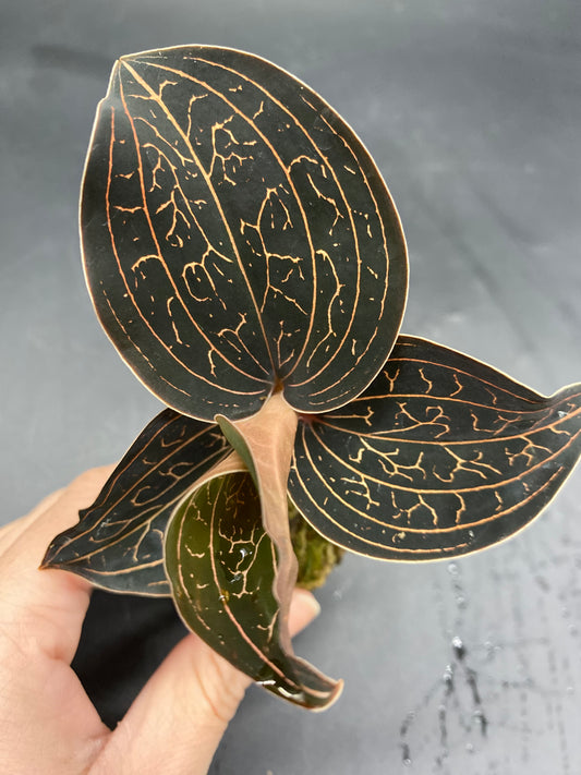 Golden Jewel Orchid | Available in 3x/5x discounted packs! - The Standard Design Group