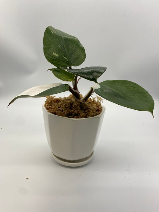 Philodendron White Knight | Customizations Available - The Standard Design Group