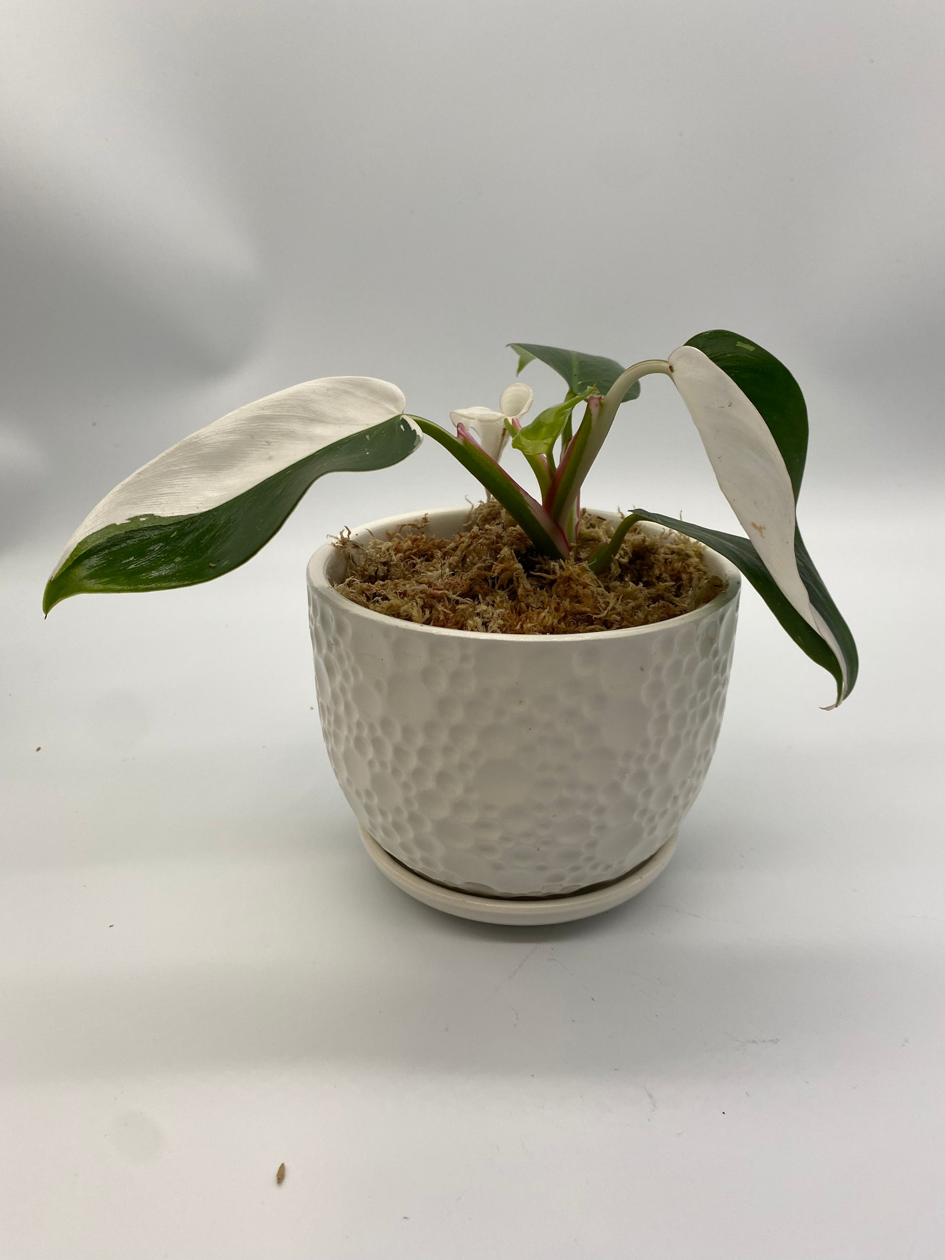Philodendron White Princess | Customizable Available - The Standard Design Group