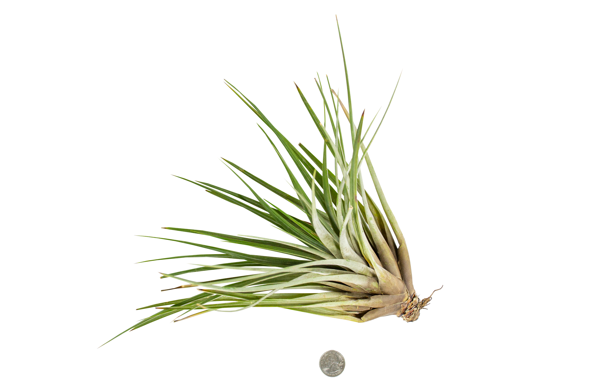 Air Plants - The Standard Design Group