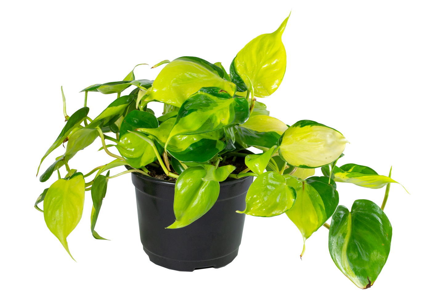6" Philodendron Brasil - The Standard Design Group