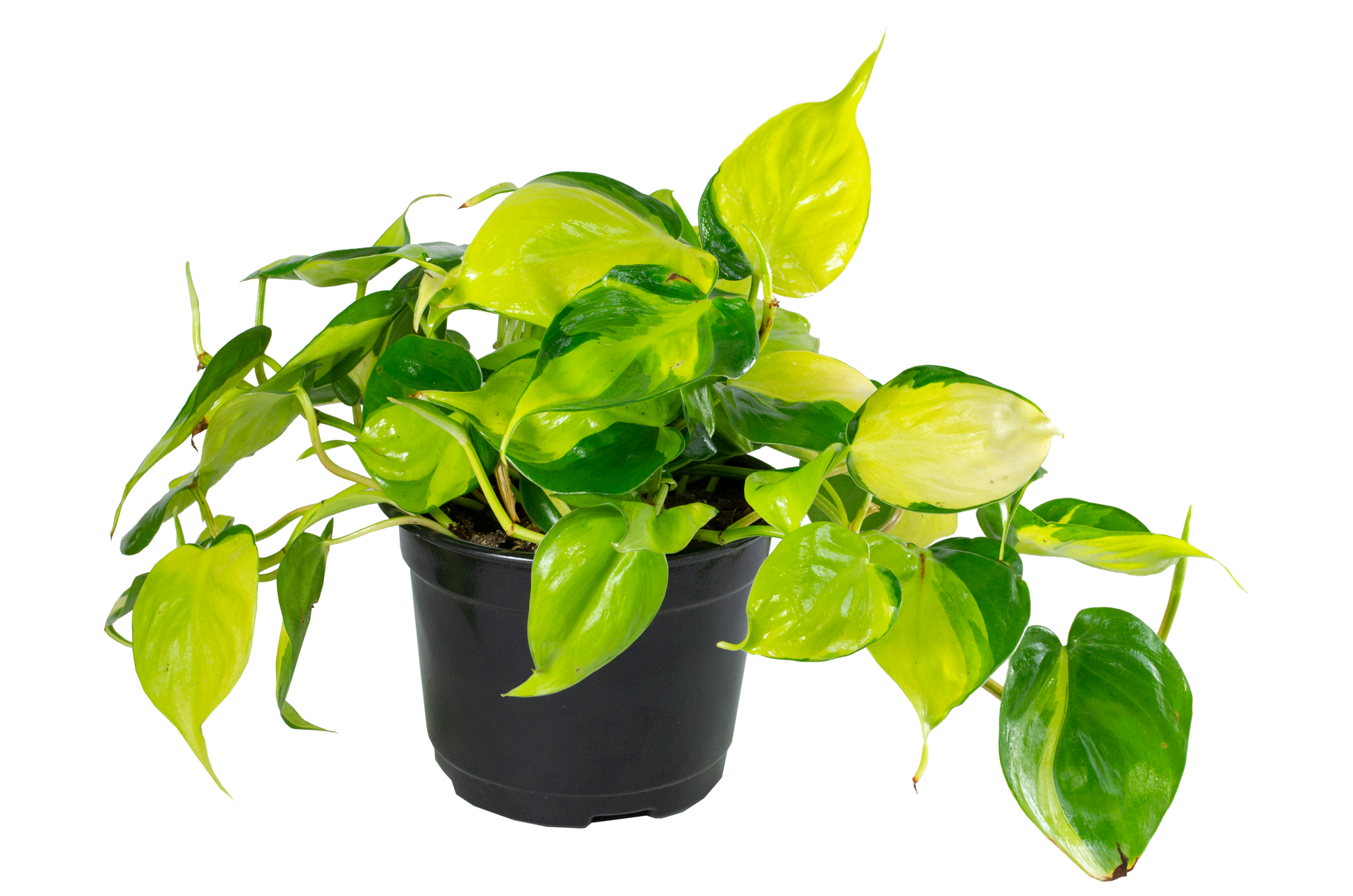 philodendron brasil flower Philodendron Brazil